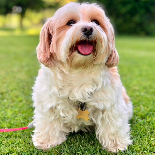 suffolk holiday let dog friendly greenacre lodge